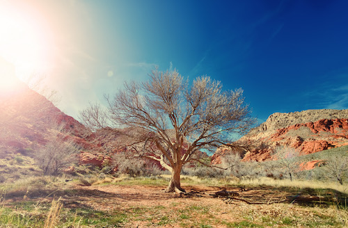 sun-desert-dry-tree